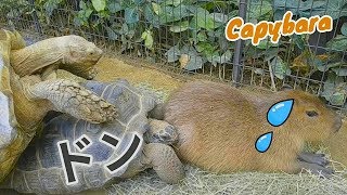 カピバラさん カメさんが後ろに来てますよ！Capybara and turtles - 神戸どうぶつ王国