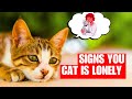 8 Signs of Cat LONELINESS You Should Never Ignore