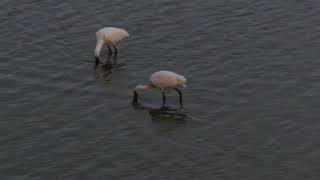 ヘラサギとクロツラ前浜で採食20191107米子水鳥公園MVI 9119