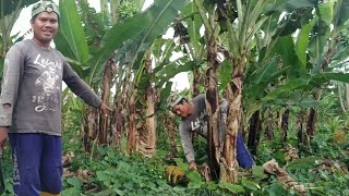 Cara saya bersih-bersih pohon pisang 40 hari ‼️ ada pohon ubi jalar di bawah pohon pisang ‼️