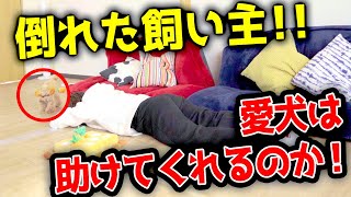 【検証ドッキリ】飼い主が倒れたら愛犬はどうなってしまうのか！？