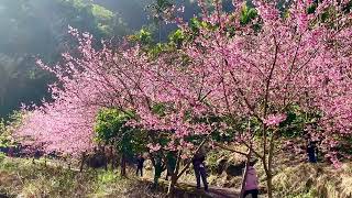 2月初·雲林古坑青山坪｜草嶺石壁櫻花季開跑，山嵐籠罩著粉紅山頭￼，頗有國畫潑墨山水夢幻之美！￼