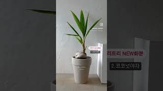 #공기정화식물 #개업화분 #승진화분 #plants