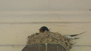 Barn Swallow duty shift