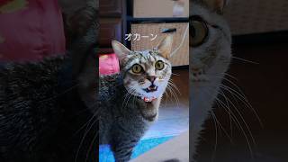 朝起こしてくれるおしゃべり猫【 #shorts 】