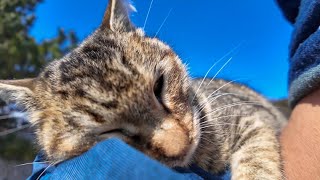 防波堤にいた猫をナデナデすると飛びかかってきた