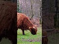 highland cows ❤️ baslow edge peak district solo hiking