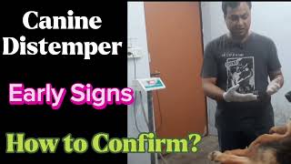 Canine Distemper in German shepherd dog || Early Signs of Canine Distemper || dogandvet