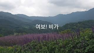 여보! 비가와요 /시.신달자 /낭송.고춘심