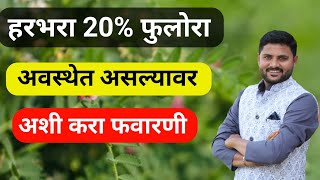 हरभरा 20% फुले लागल्यावर अशी फवारणी नक्की करा //harabhara dusri fvarni  @rahulshindekrushi