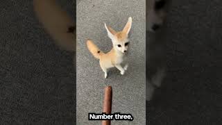 Fennec Fox Facts That Will Blow Your Mind.