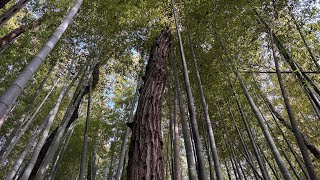 12月の材割採集in神奈川の竹林