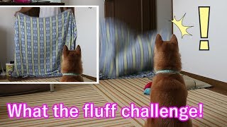 柴犬小春　これぞ柴犬のキョトン顔！話題の飼い主が消えるマジックWhat the fluff challengeをやってみました。