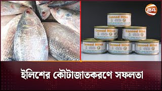 ইলিশের কৌটাজাতকরণে সফলতা | Canned Hilsa | Hilsa Fish | Channel 24