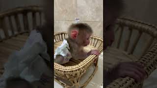 Lovely Baby Monkey Titas Very Cute