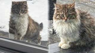 Stray Kitten Peeks Through a House Window To Leave Street Life Behind For Good