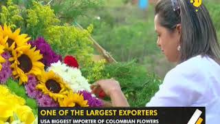 WION Gravitas: Colombia's flower industry valued at over $1 billion annually
