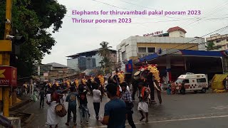 elephants for thiruvambadi pakal pooram 2023 | thrissur pooram 2023