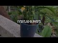 อาณาจักรพืช ep.01 เรื่องต้องรู้ เกี่ยวกับ cactus กระบองเพชร