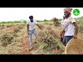 ஆந்திராவில் வேர்க்கடலை பிடுங்கும் முறை andhra groundnut cultivation method