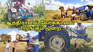 ஆந்திராவில் வேர்க்கடலை பிடுங்கும் முறை Andhra groundnut cultivation method