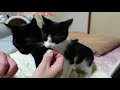 元野良猫たちが初めて迎える新年は暖房の下で溶けるゴロゴロな寝正月です…ｗお年玉に2021年の初ちゅーるとおやつをあげてみました…ｗ【保護黒猫vlog】