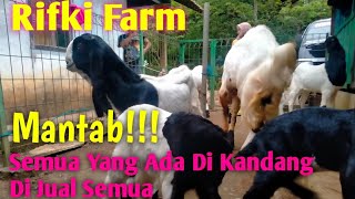 Wao... Semua Kambing Dikandang Dijual Semua