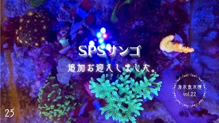 SPSサンゴを再びお迎えしました✳︎ぴっぴアクアリウム✳︎海水魚水槽✳︎ミドリイシ✳︎2023年10月