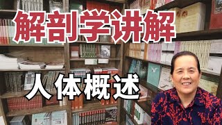 解剖学讲解  1  人体概述