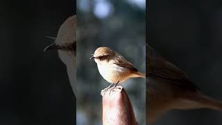 Grey Bushchat #shillong #Bird