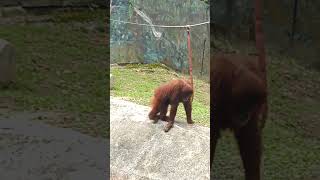 The moment an orangutan poops オランウータンのウンチする瞬間 #animal #malaysia #orangutan