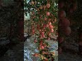 World famous beautiful Apple #shortvideo #fruitgarden #fruit