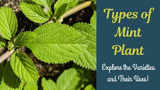 Types of Mint Plant: Explore the Varieties and Their Uses! #mintplant #houseplants #mint #plants