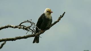 Liandorit-Luvar(White headed black bulbul) video