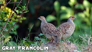 Gray Francolin Best Nature Of Forest