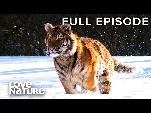 Surviving Siberia: The Toughest Animals on Earth Siberia's Wildest Year