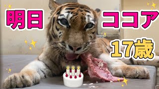 明日、誕生会開催！ココア17歳（人間だと84歳）🐯誕生日に向けて、食欲＆体力＆気力パワフルな女の子。元気と笑顔が出る天使のトラvol655@釧路市動物園
