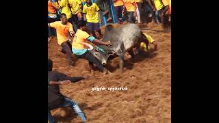 Jallikattu 2025