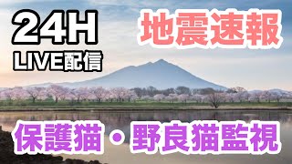 2025/0224  PM5:00~AM5:00   LIVE映像・保護猫監視・アライグマ・タヌキ・ハクビシンがきます。地震速報・天気予報