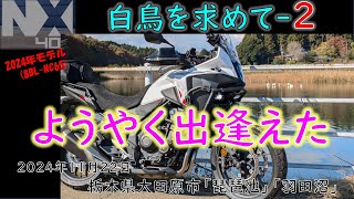 VOL.112 NX400白鳥を求めて2「ようやく出逢えた」＃琵琶池＃羽田沼