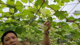 Vườn nho sữa của Anh Cường,  Đoan Hùng ( Phú Thọ)