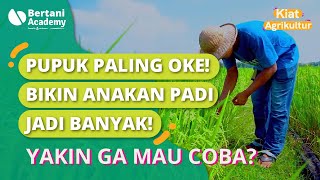 PETANI PADI WAJIB TAU! Begini Cara Anakan Padi Bisa Banyak dan Produktif.