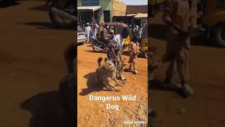 Worlds most dangerous Wild Dog  | African Wild Dog | Danger Dogs |#short #Dog #Danger #wildDogs