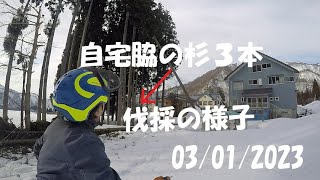 自宅脇の杉の伐採３本：大源太農園20230301