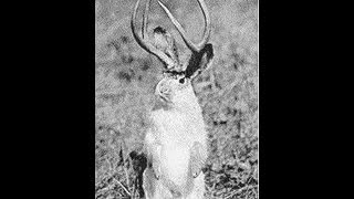 Video Footage Of Rare Jackalope? Or just a bunny? U DECIDE!