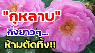 ห้าม! ตัดกิ่งกุหลาบยาวๆทิ้ง ขยายพันธุ์ #กุหลาบ ด้วยการตอน ได้ผล100%