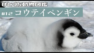 ひとくち動物図鑑　#１2　コウテイペンギン　修正版　[VOICEROID解説]