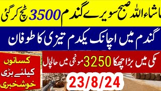 gundam rate today/ wheat Price  today in punjab/ گندم کا اج کا ریٹ/Today makki rate/munji rate