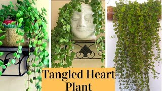 Tangled Heart Plant || How to grow and care Succulent swedish Ivy/Pillow Plant/Tangled Heart Plant