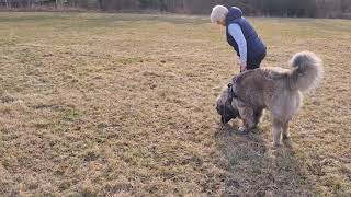 Zora Lištička (CCOC) + MultiMs. Vulkaan Lištička (CCOC) - Tracking trainig and Obedience training